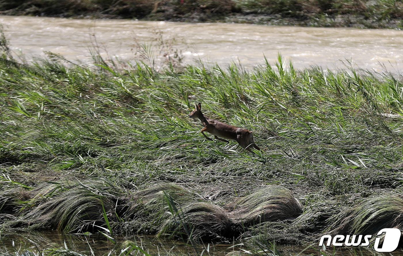 전북자치도 진안군은 15일부터 유해 야생동물로 인한 농작물 피해 예방과 아프리카돼지열병(ASF) 확산 방지를 위해 ‘유해야생동물 피해방지단’을 운영한다./뉴스1 ⓒ News1 윤일지 기자