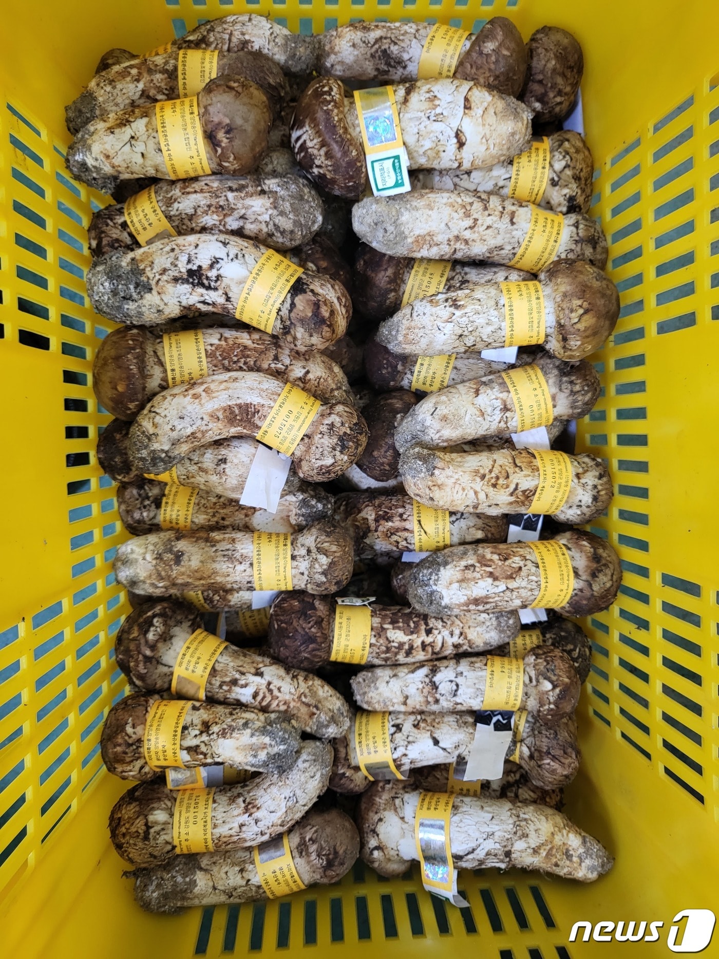 전국 최고 품질을 자랑하는 명품 양양 송이.(자료사진)/뉴스1 DB