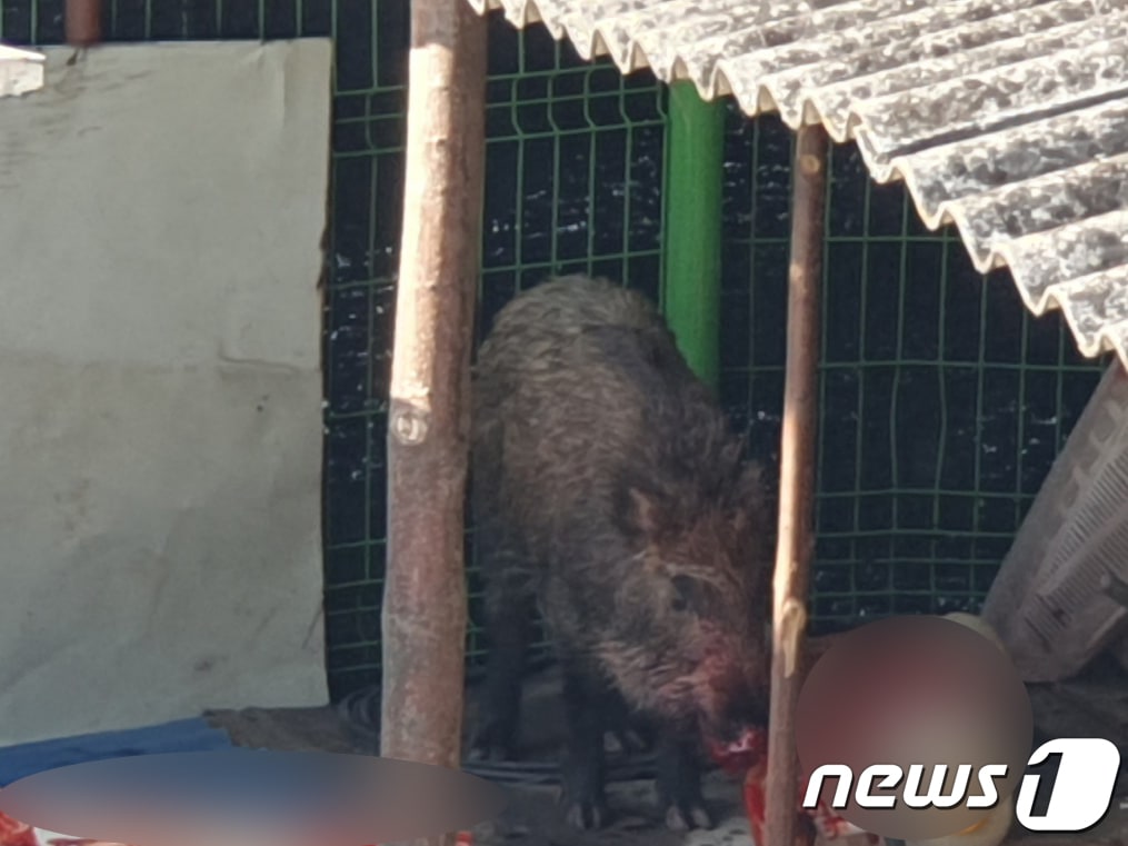 기사 내용과 무관한 사진. 야생 멧돼지 &#40;동부소방 제공&#41; 2023.1.12/뉴스1 ⓒ News1 이승현 기자