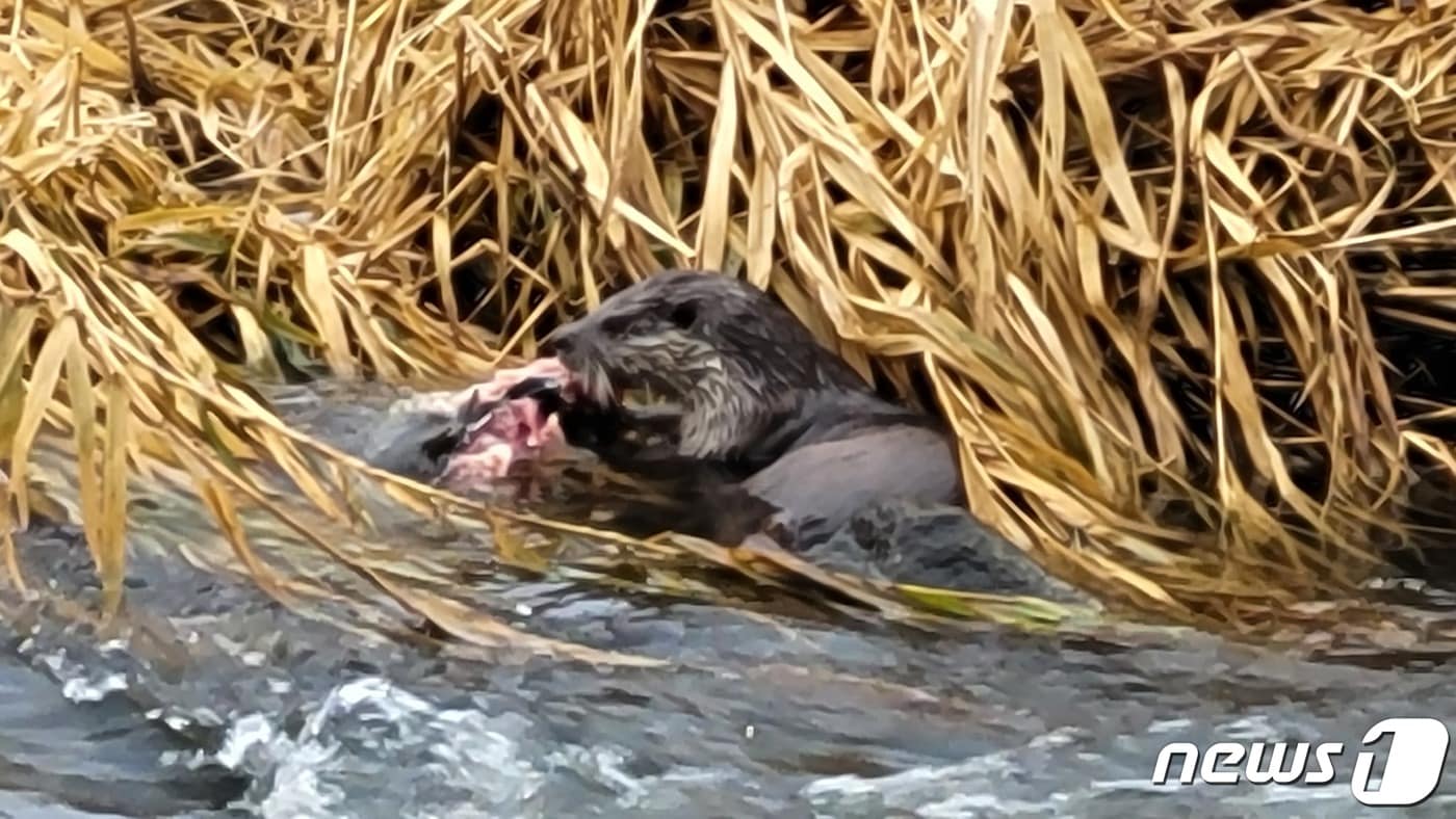 사냥하는 수달.(광주환경운동연합 제공. 재판매 및 DB 금지)