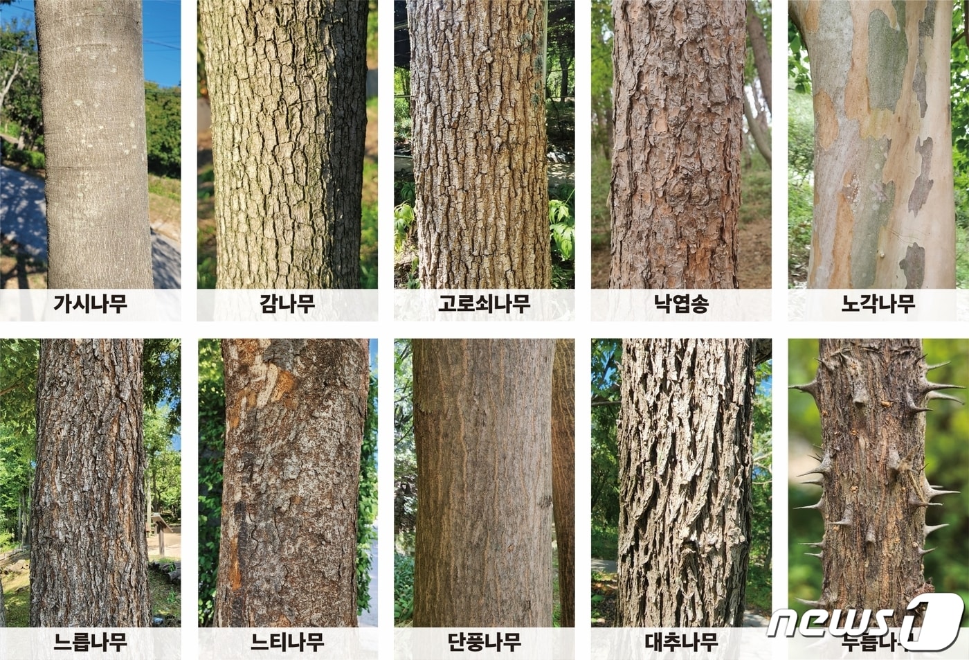 산림청 나무껍질 이미지