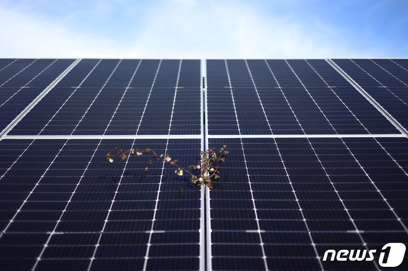 태양광 패널 자료사진. ⓒ 로이터=뉴스1