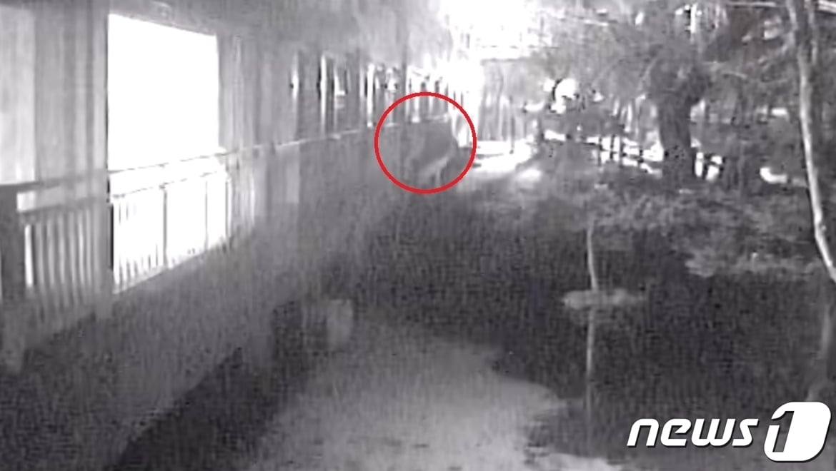 불이 꺼진 저층 아파트 만을 골라 절도행각을 벌인 일당이 경찰에 붙잡혔다. CCTV에 찍힌 아파트 침입 장면.(진천경찰서 제공) / 뉴스1