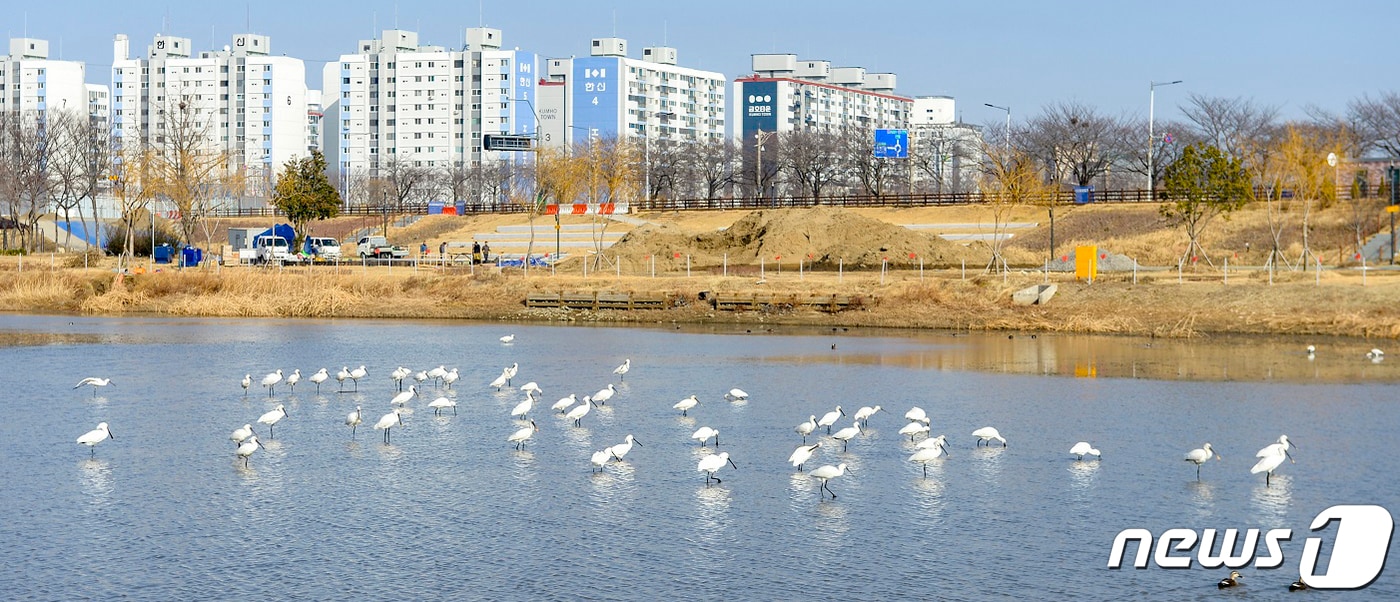 천연기념물이자 멸종위기야생동물 Ⅱ급인 노랑부리저어새가 9일 순천 도심에서 먹이활동을 하고 있는 모습이 포착됐다. 노랑부리저어새가 관찰된 곳은 2023순천만국제정원박람회를 맞아 새롭게 선보이는 도심정원의 랜드마크 '오천그린광장'으로 50여 마리가 먹이활동을 하는 모습이 발견됐다.(순천시 제공)2023.1.9/뉴스1 