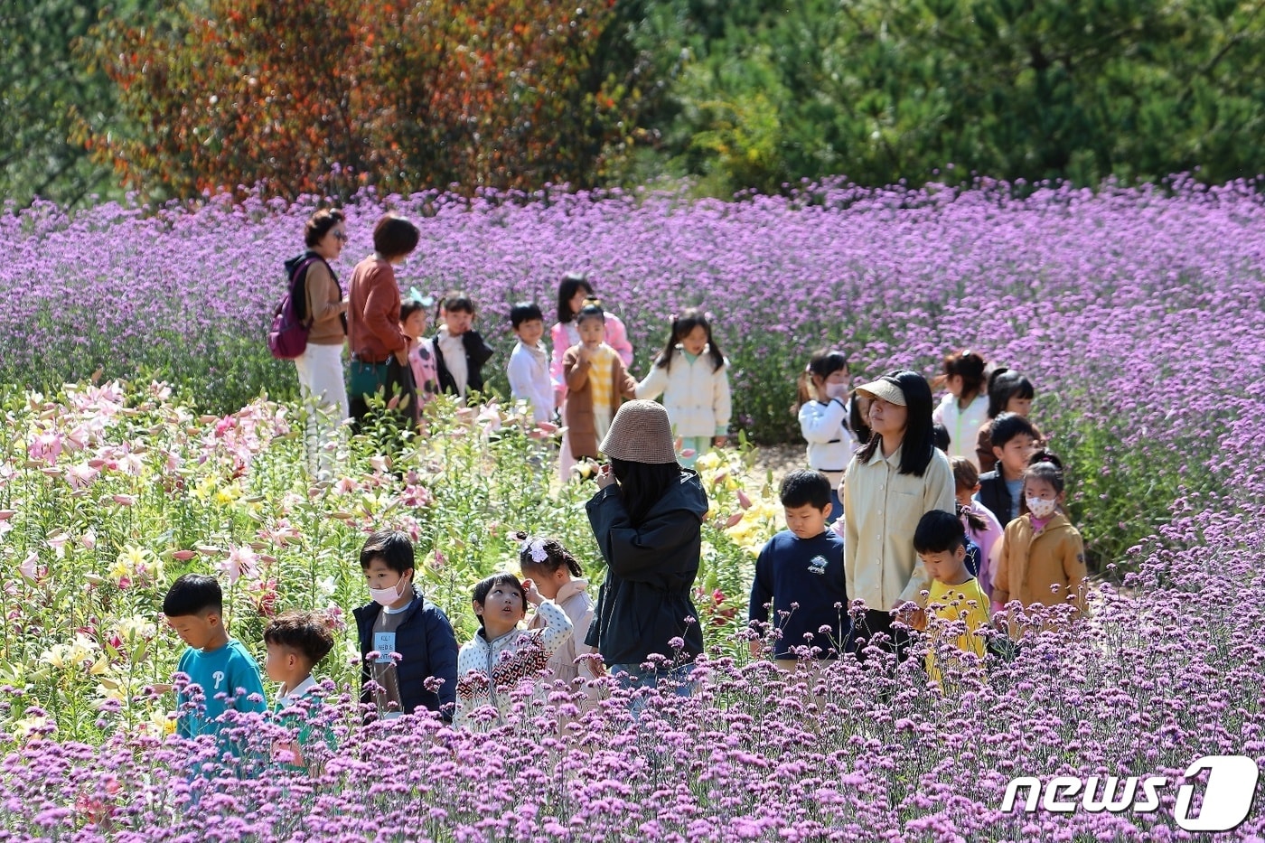 작년 10월12일 강원 인제 용대리 관광단지 일원 인제가을꽃축제장에서 어린이들이 가을 나들이를 즐기고 있다. &#40;인제군 제공&#41; 2023.10.12/뉴스1 ⓒ News1 이종재 기자