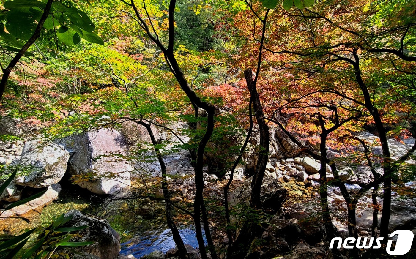 구례군 지리산 피아골 계곡.(구례군 제공. 재판매 및 DB금지)/ⓒ 뉴스1DB