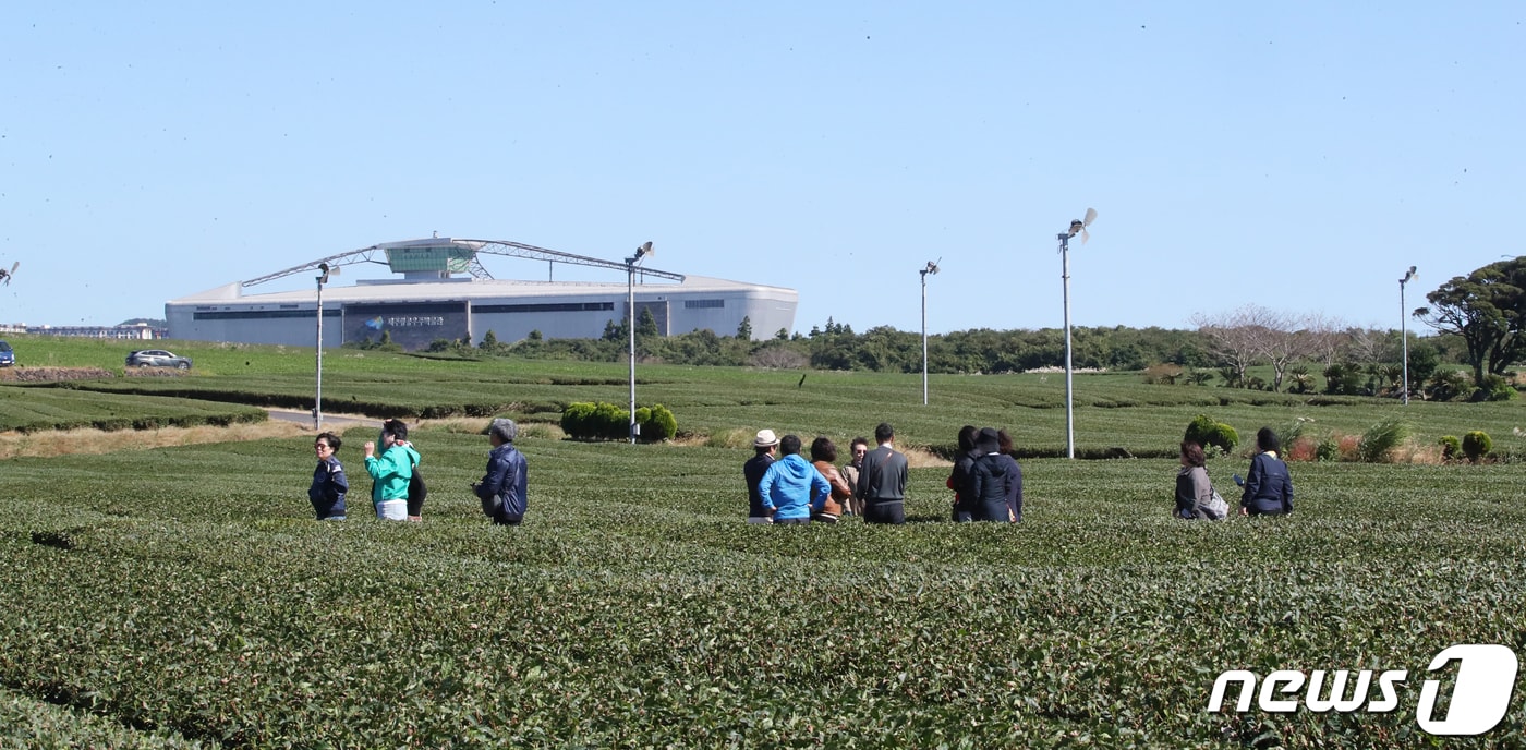 제주 서귀포시 오설록 녹차밭에서 관광객들이 즐거운 시간을 보내고 있다. 2023.10.17/뉴스1 ⓒ News1 오현지 기자