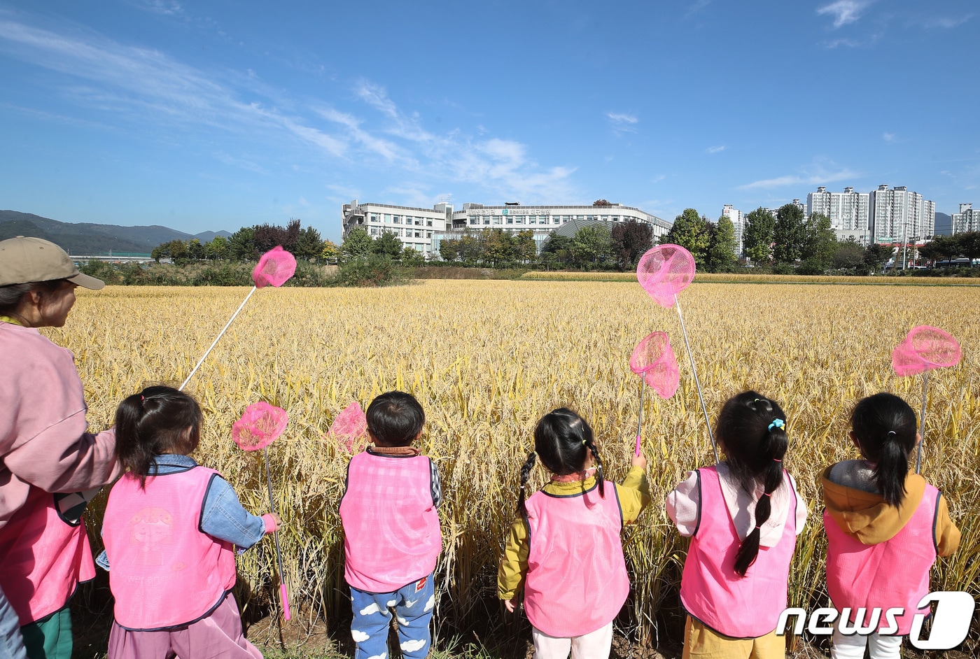 서리가 내린다는 절기 &#39;상강&#40;霜降&#41;&#39;을 엿새 앞둔 18일 벼가 누렇게 익어 황금빛으로 물든 대구 북구 학정동 들녘에서 사회복지법인 천마어린이집 아이들이 곤충채집을 하고 있다. 2023.10.18/뉴스1 ⓒ News1 공정식 기자