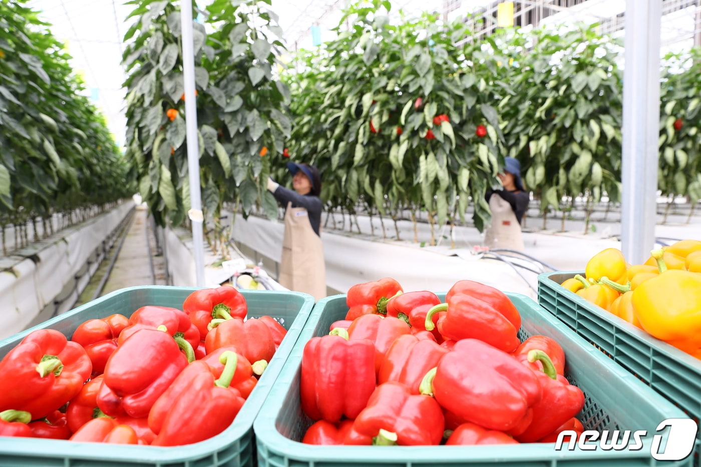 19일 전북 완주군 농촌진흥청 국립원예특작과학원 파프리카 시험 온실에서 직원들이 연구 중인 파프리카를 수확하고 있다. (농촌진흥청 제공) 2023.10.19/뉴스1