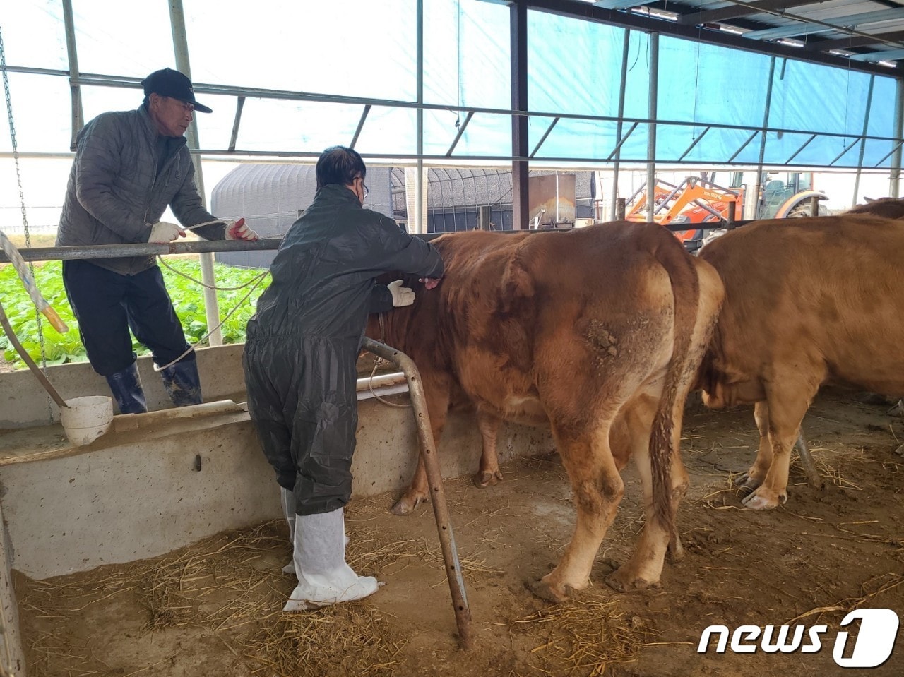 럼피스킨병이 발생한 충북 음성군 원남면 보천리 한우농장 10㎞ 방역대에 속한 증평군의 한 축산농가에서 백신 접종이 이뤄지고 있다.&#40;증평군 제공&#41;2023.10.26/뉴스1 ⓒ News1 엄기찬 기자