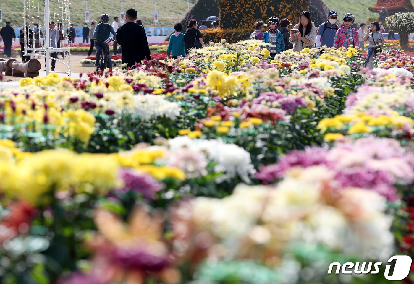 완연한 가을 날씨를 보인 30일 경남 양산시 양산천 둔치에서 열린 양산국화축제를 찾은 시민들이 가을 정취를 만끽하고 있다. 2023.10.30/뉴스1 ⓒ News1 윤일지 기자