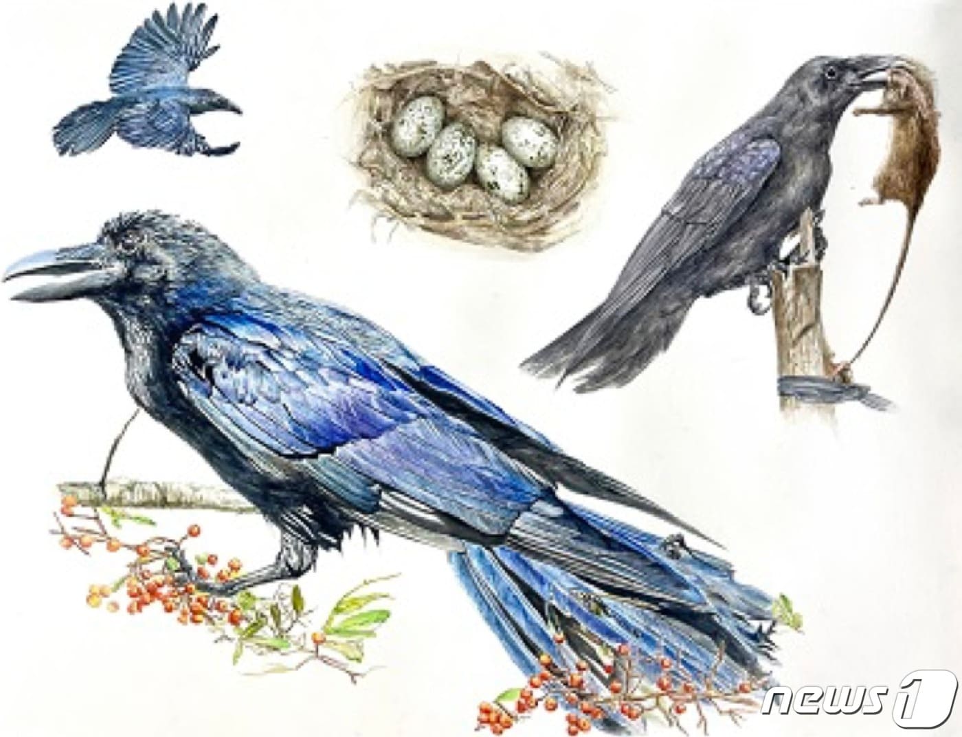 중학생부 신예나씨의 '반전매력 까마귀'(환경부 제공) ⓒ 뉴스1