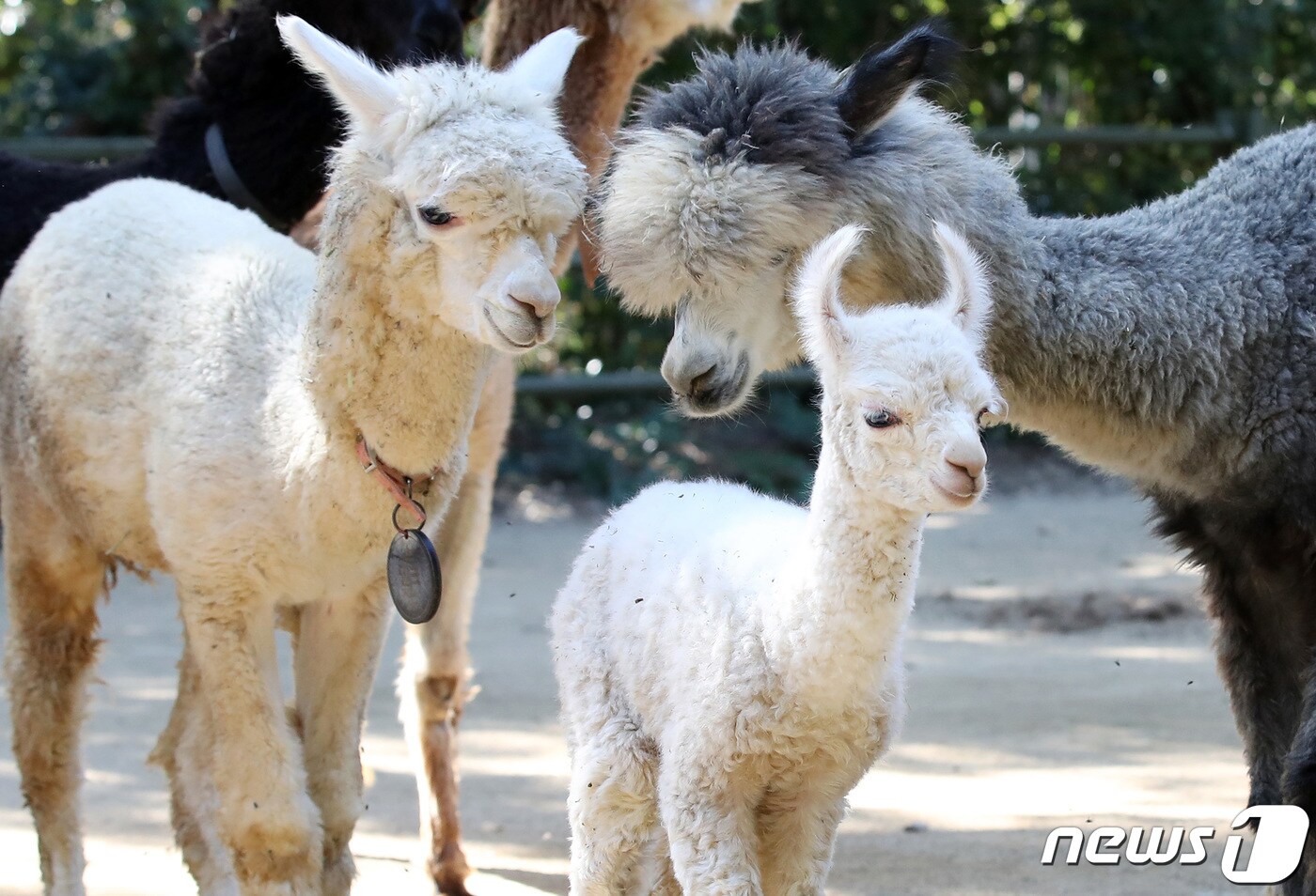 알파카. ⓒ News1 공정식 기자