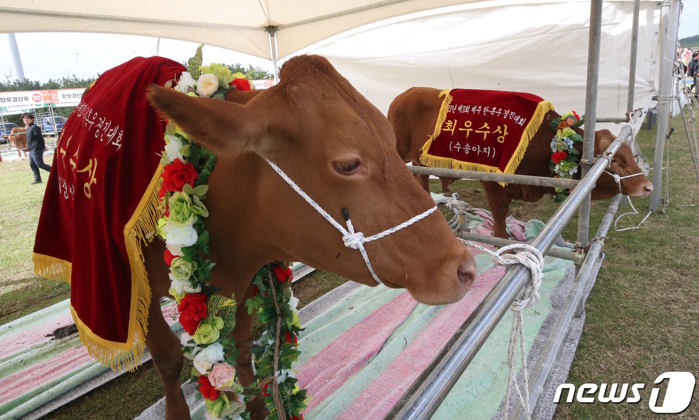 6일 제주 서귀포시 표선면 조랑말체험공원에서 열린 제3회 제주 한·흑우 경진대회에서 각 부문 외모심사에서 최우수상을 수상한 한우가 꽃목걸이를 걸고 있다. 2023.10.6/뉴스1 ⓒ News1 오현지 기자