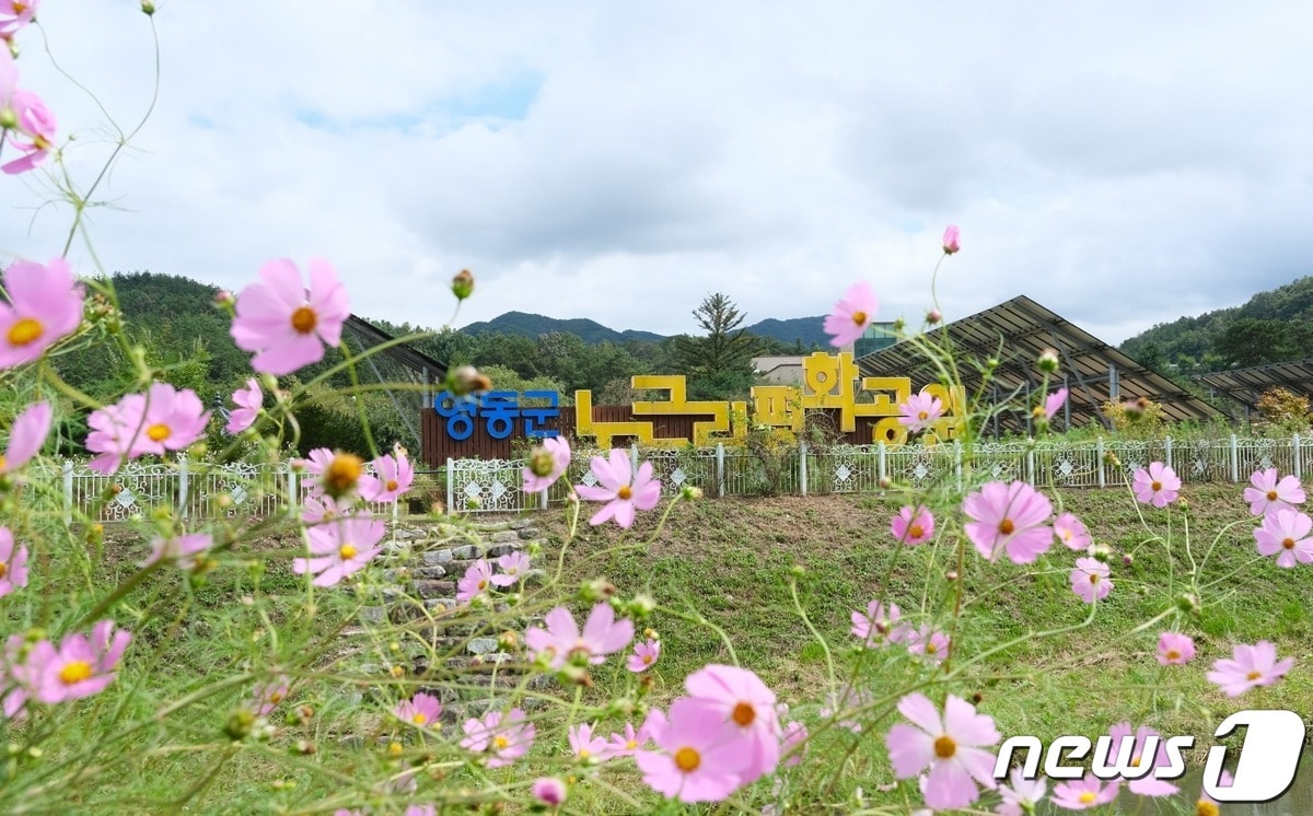 충북 영동군 노근리평화공원 내 온갖 가을꽃이 이달말까지 절정을 이룬다. &#40;영동군 제공&#41; /뉴스1