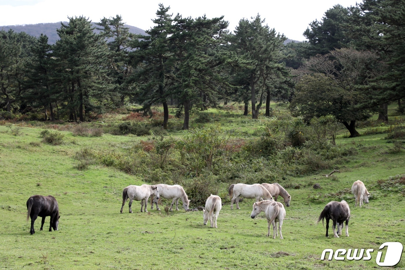 제주마(자료사진)/뉴스1