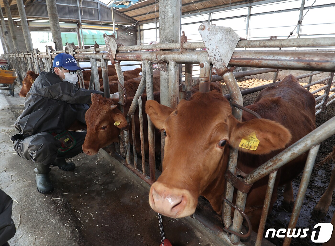 축산 농가 자료사진, 사진은 이해를 돕기 위한 것으로 기사내용과 직접관련 없음. ⓒ News1