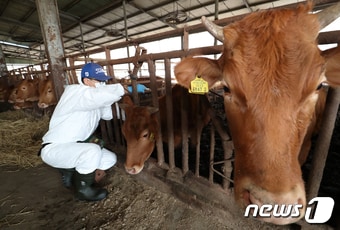 1일 오전 경남 창원시 의창구 대산면 한 축산 농가에서 소 바이러스성 감염병인 &#39;럼피스킨병&#39; 백신 접종이 이뤄지고 있다. 2023.11.1/뉴스1 ⓒ News1 윤일지 기자