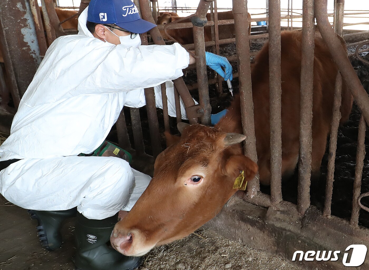 경남 창원시 의창구 대산면 한 축산 농가에서 소 바이러스성 감염병인 &#39;럼피스킨병&#39; 백신 접종을 하는 모습. /뉴스1 ⓒ News1 윤일지 기자