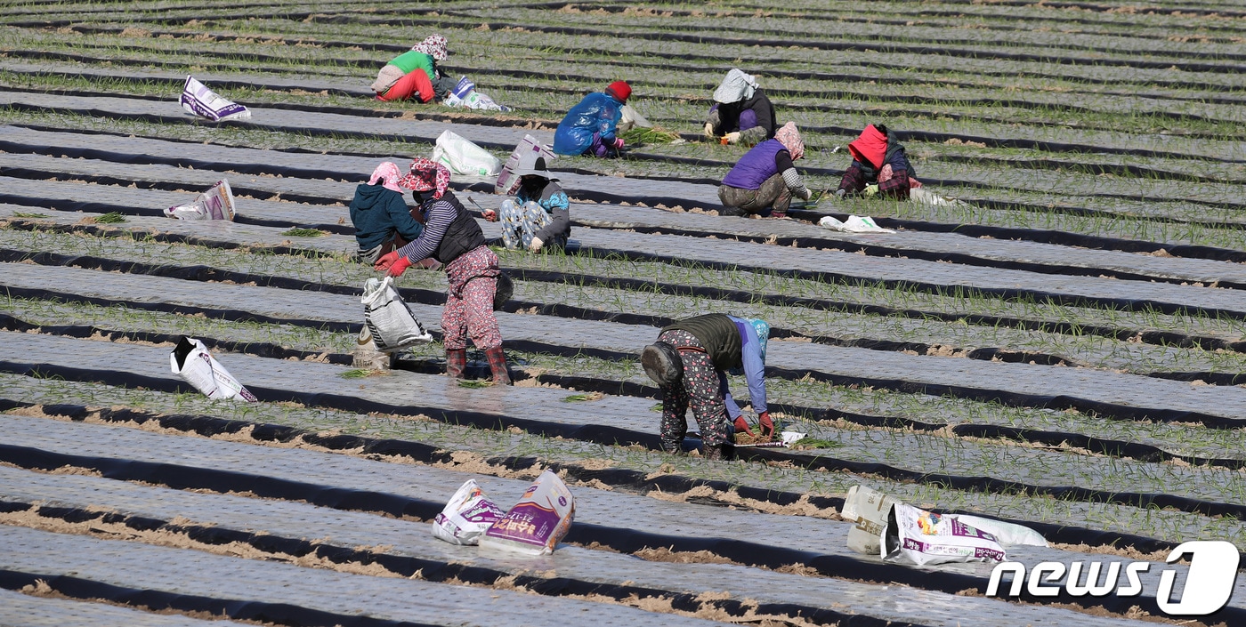 초겨울 매서운 한파가 찾아온 13일 오전 경북 고령군 개진면 들녘에서 농민들이 추위도 잊은 채 양파 모종 심기가 한창이다. 2023.11.13/뉴스1 ⓒ News1 공정식 기자