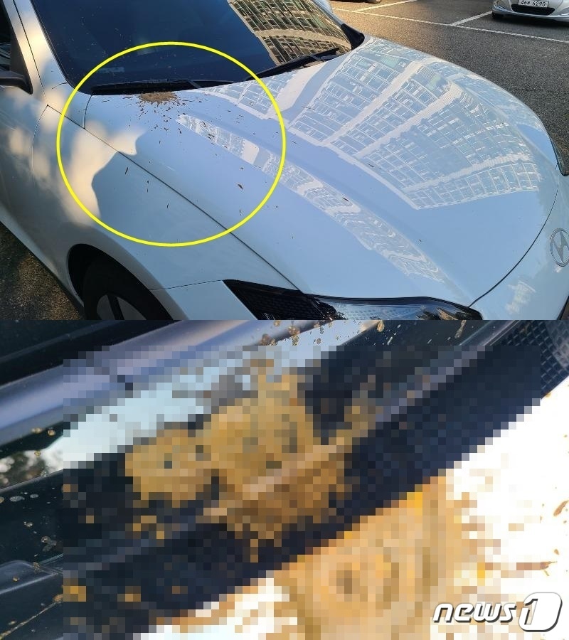 차량 보닛과 앞 유리에 변으로 추정되는 이물질이 흩뿌려진 모습. (보배드림 갈무리)