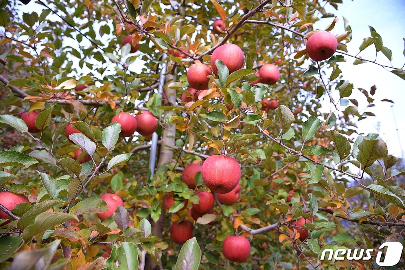 강원 화천산 사과.&#40;화천군 제공&#41;