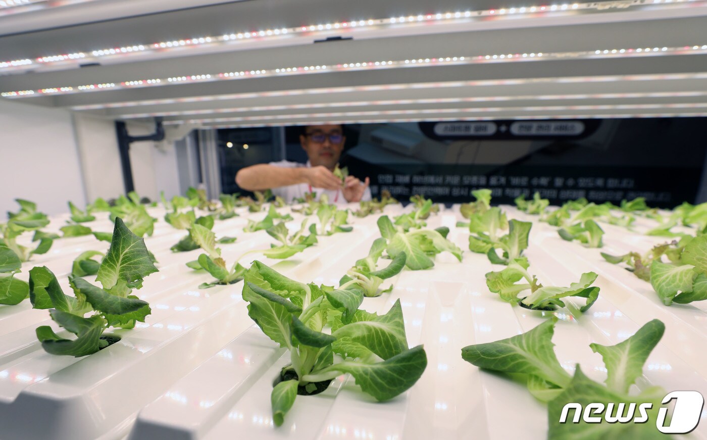 지난해 11월2일 오전 경기 수원시 권선구 수원메쎄에세 열린 '2023 케이팜' 농업 축산 귀농귀촌 박람회에서 관계자가 캐비넷형 식물재배기를 관리하고 있다. 2023.11.2/뉴스1 ⓒ News1 김영운 기자