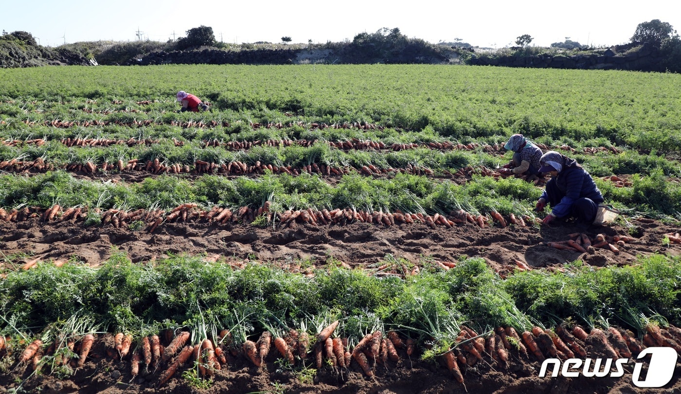 제주 당근밭(자료사진)/뉴스1