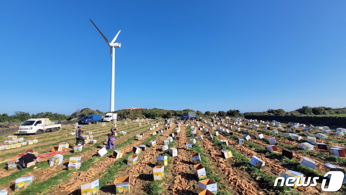 제주 당근밭 (자료 사진) ⓒ News1 고동명 기자
