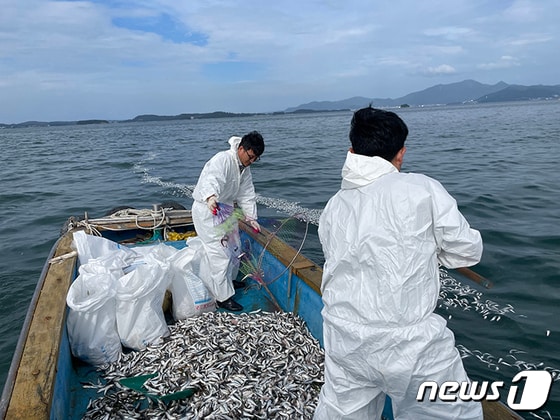 폐사된 정어리가 수거되고 있다. &#40;국립수산과학원 제공&#41;