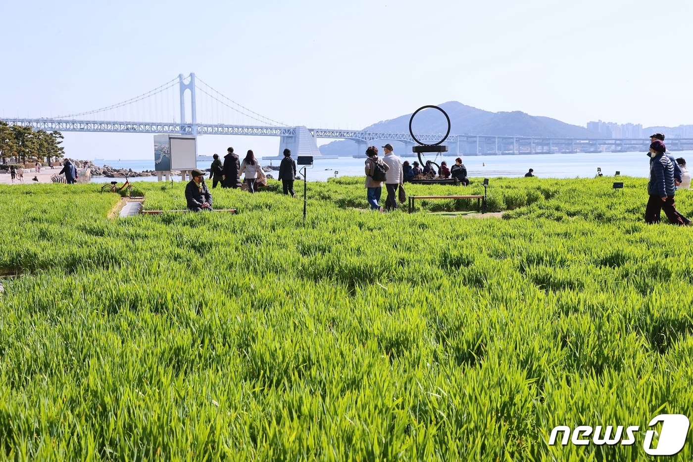 부산 광안리 민락해변공원 일원에 펼쳐진 청보리밭. &#40;수영구 제공&#41;