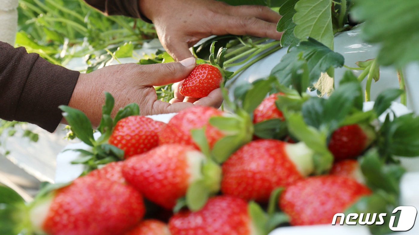 절기상 소설(小雪)인 22일 전북 완주군 삼례읍 한 딸기 농장에서 농장주가 딸기를 수확하고 있다. 2023.11.22/뉴스1 ⓒ News1 유경석 기자
