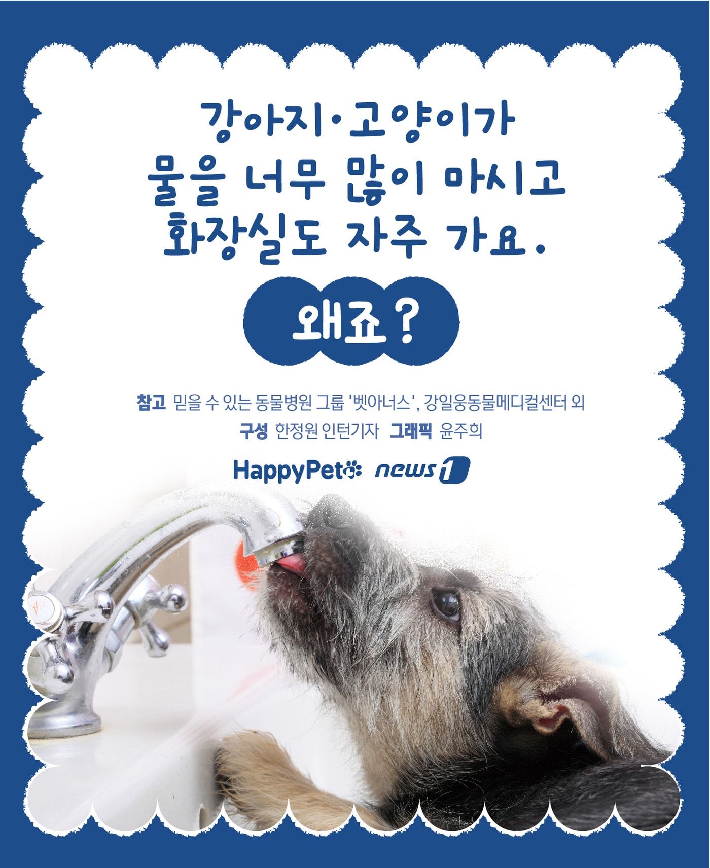 반려동물 다음다뇨 펫카드