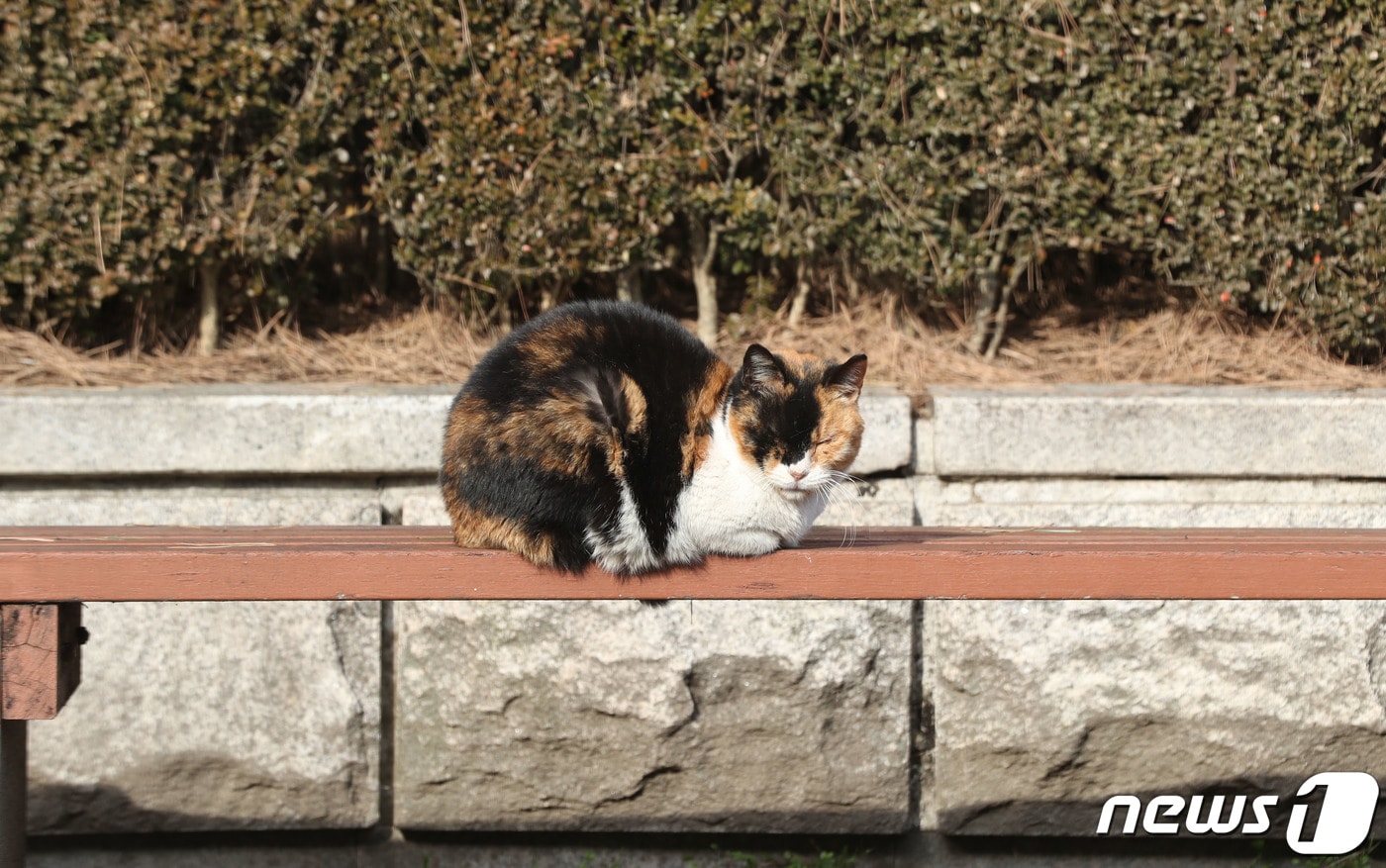 길고양이&#40;사진은 기사 내용과 무관함&#41; / 뉴스1 ⓒ News1