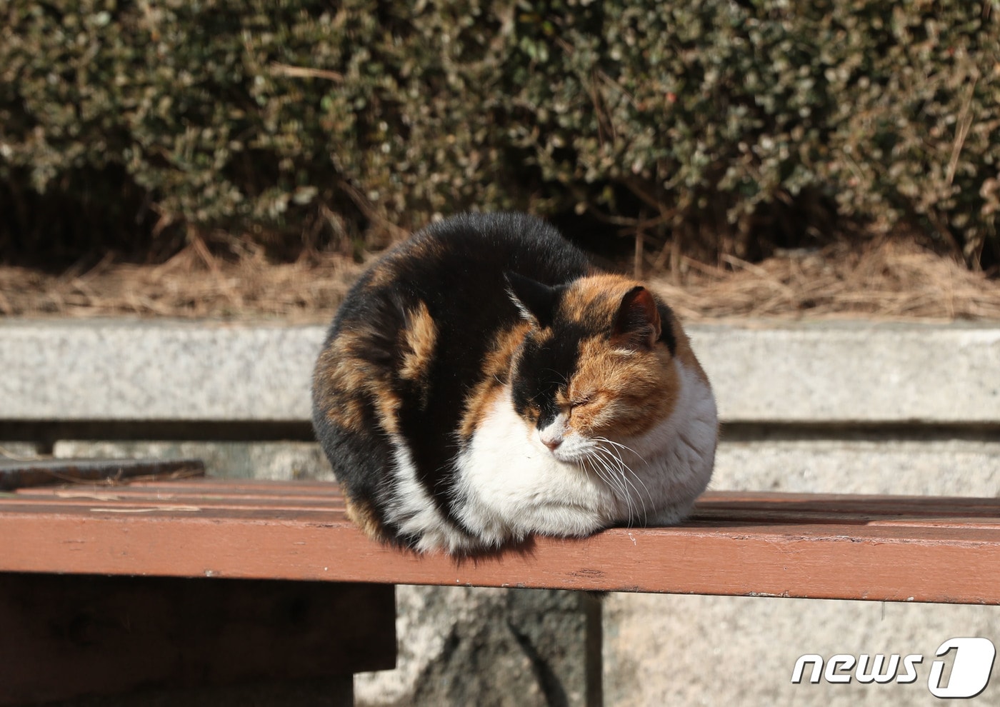 길고양이&#40;사진은 기사 내용과 무관함&#41; / 뉴스1 ⓒ News1