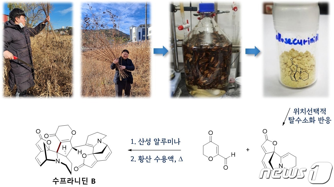 수프라니딘 B의 합성과정.&#40;KAIST 제공&#41;/뉴스1