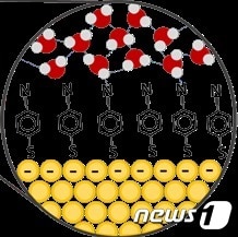 금&#40;Au&#41; 표면의 흡착 분자와 주변의 물 분자들을 나타낸 그림.&#40;IBS 제공&#41;/뉴스1