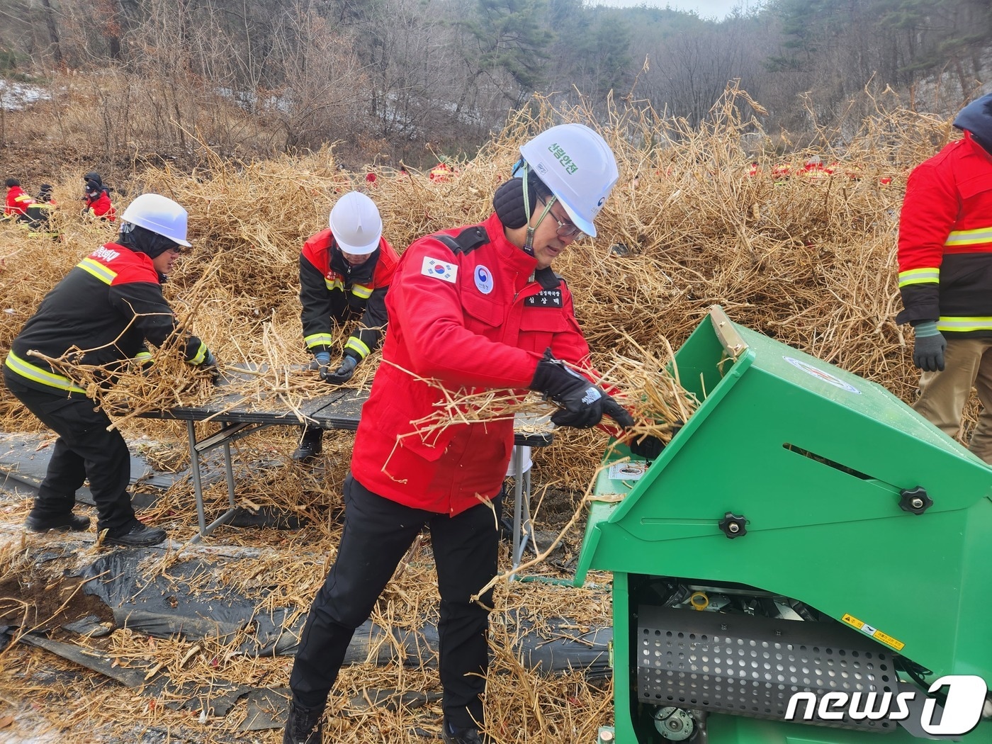 산림청 직원들이 소각산불을 차단하기 위해 고춧대 등을 수거해 파쇄하는 모습. (산림청 제공) /뉴스1