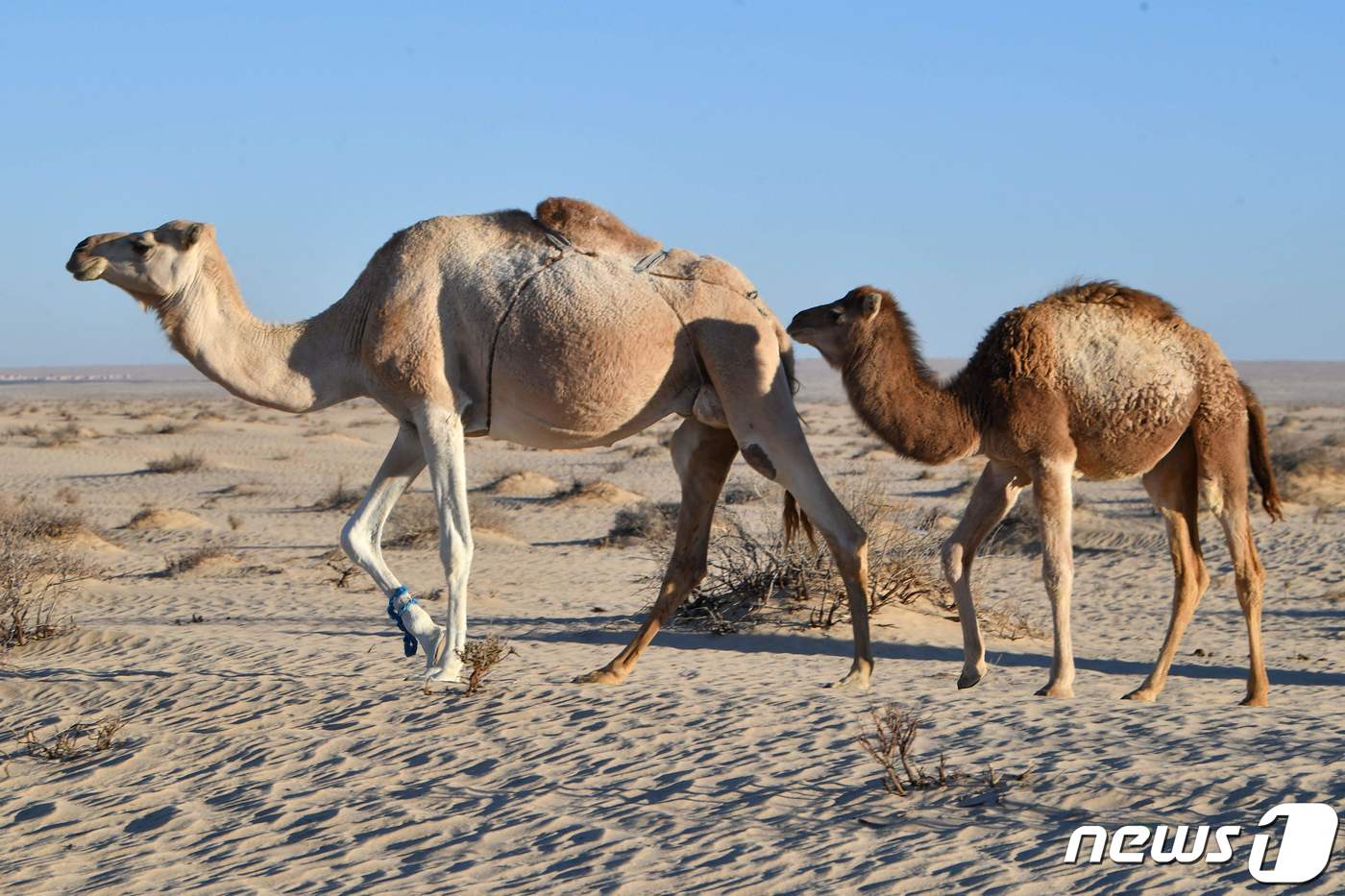 튀니지 남서부 토주르의 사하라사막에서 낙타가 걸어가고 있다. 2023.12.26 ⓒ AFP=뉴스1