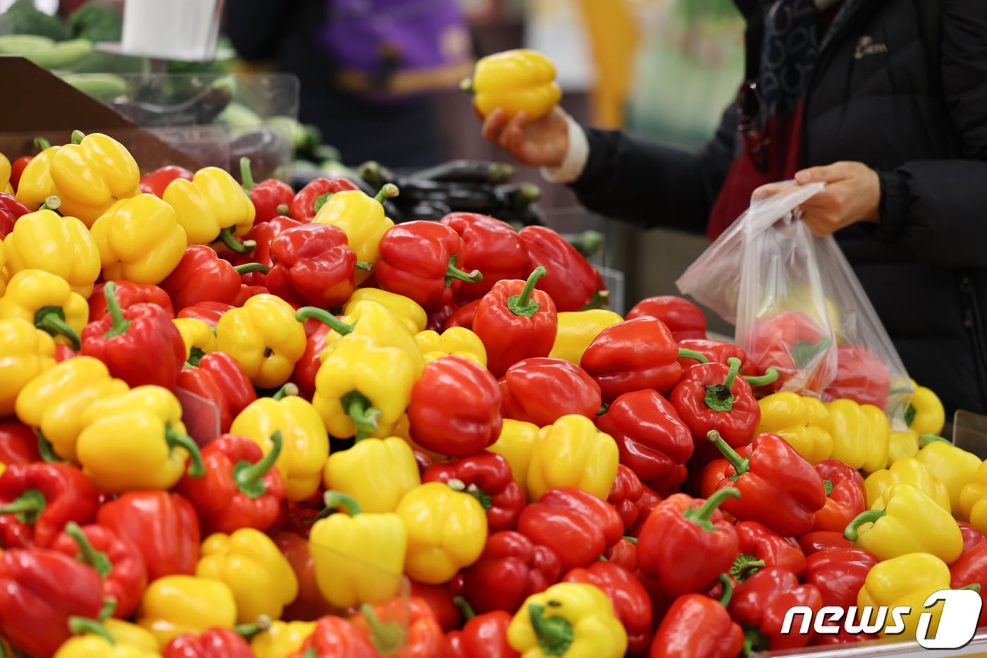 서울 시내 한 대형마트에서 할인 중인 파프리카를 고르는 시민 모습. 2023.12.5/뉴스1 ⓒ News1 허경 기자