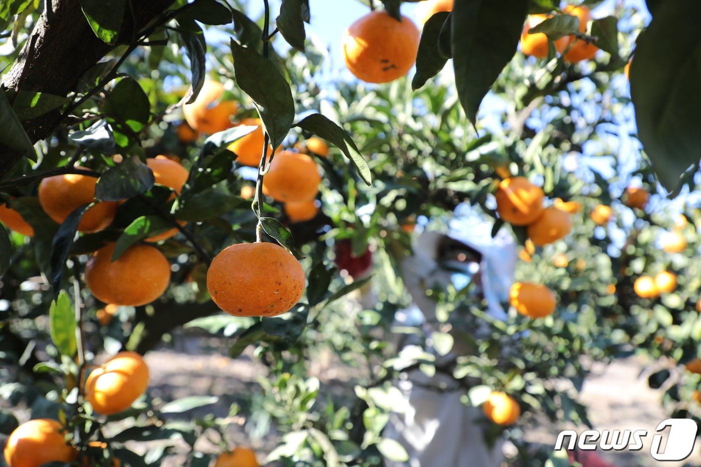 제주 감귤나무.(자료사진) ⓒ News1