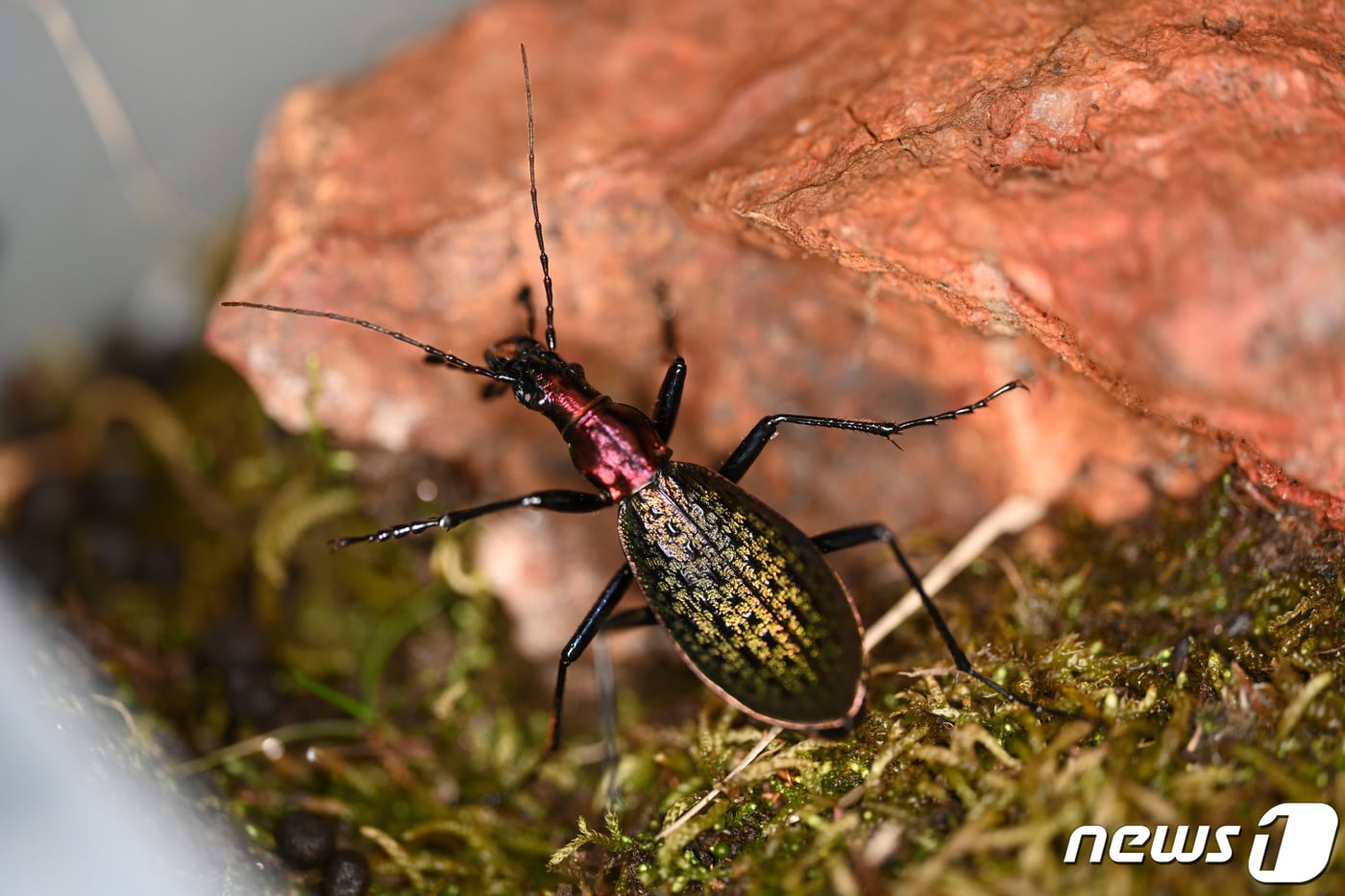 윤조롱딱정벌레.(시흥시 제공)