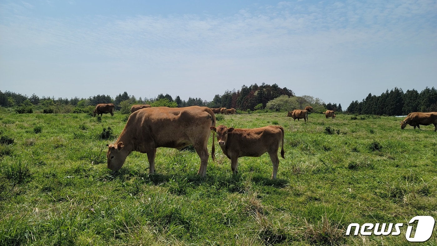 제주 한우(제주도 제공)2023.2.15/뉴스1 ⓒ News1 고동명 기자
