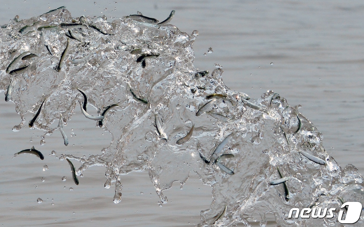 연어 치어들이 하천으로 방류되고 있다. ⓒ 뉴스1 최창호 기자