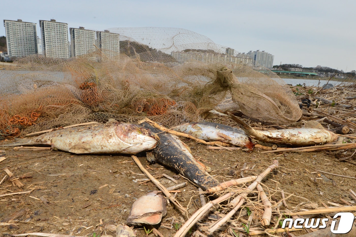 16일 오전 경북 포항시 남구 연일읍 형산강 인도교 주변에서 불법 어로행위에 사용된 투망과 죽은 숭어들이 나뒹굴고 있다. 포항시는 형산강에서 낚시 등 어로행위를 금지하고 있다. 2023.3.16/뉴스1 ⓒ News1 최창호 기자