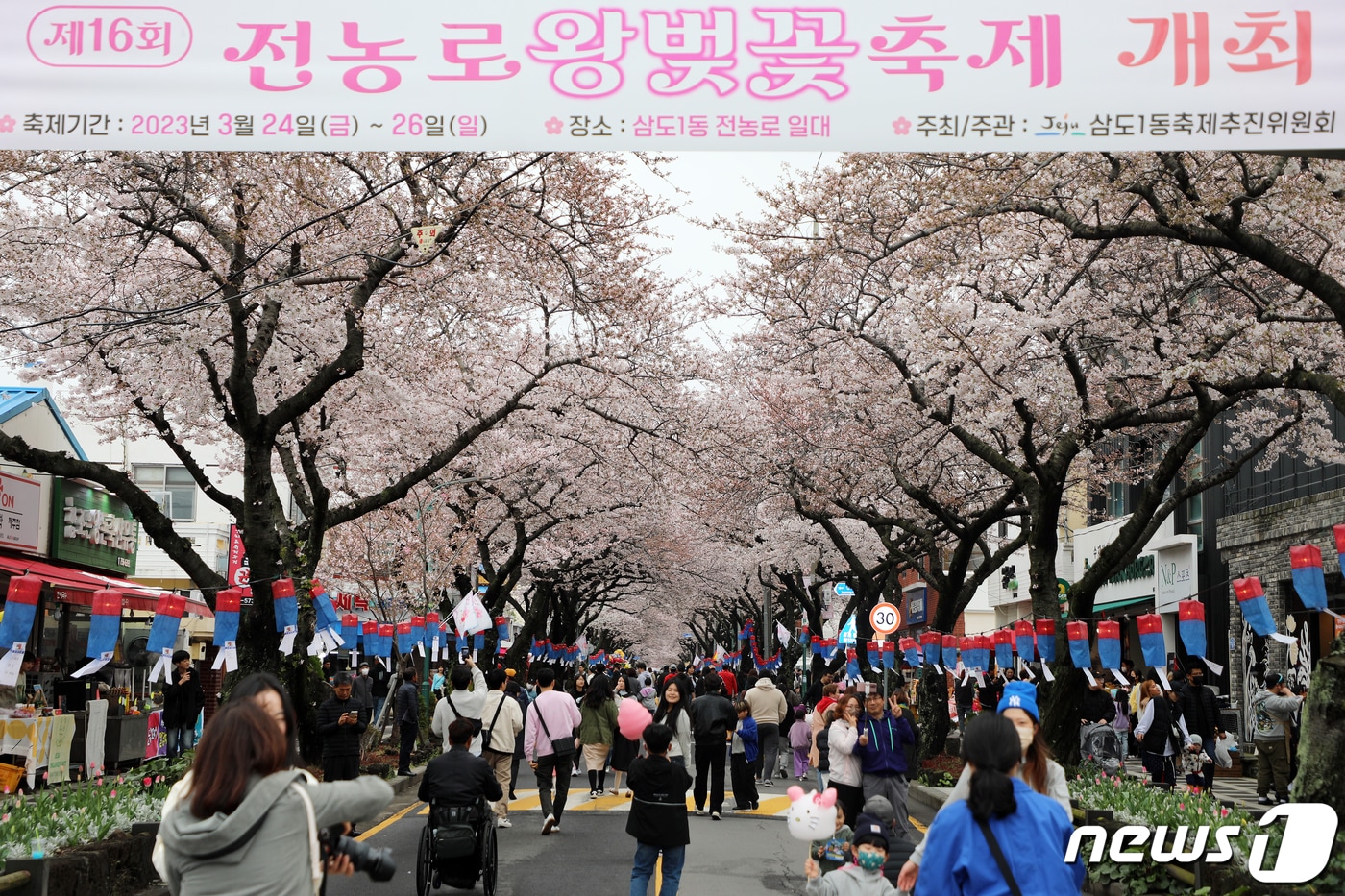 제주시 삼도1동 전농로 왕벚꽃 거리(자료사진) ⓒ News1 