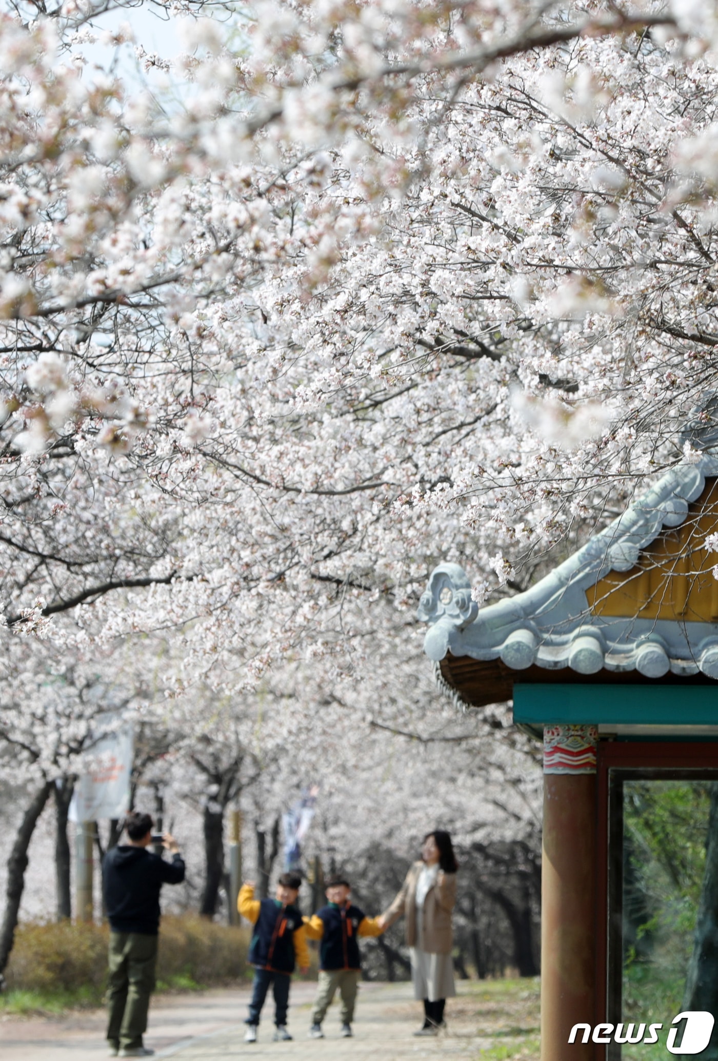 완연한 봄날씨를 보인 26일 전북 전주시 조경단로 일원에 벚꽃이 활짝 피어있다. 2023.3.26/뉴스1 ⓒ News1 유경석 기자