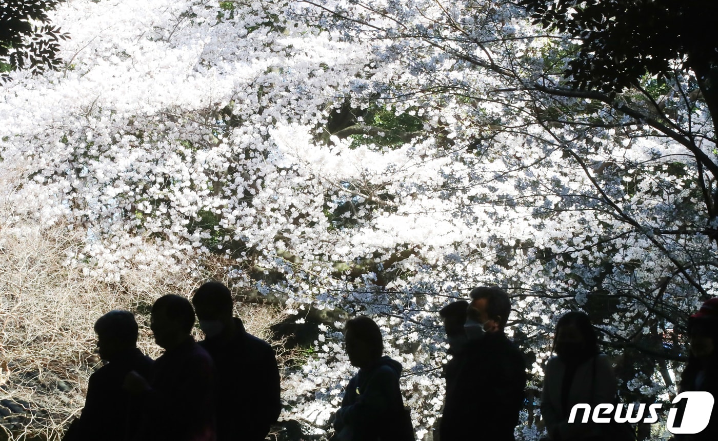 제주 벚꽃이 만발한 27일 오후 제주시 삼성혈에 만개한 벚꽃나무 앞에서 관광객과 도민들이 봄 정취를 즐기고 있다. 2023.3.27/뉴스1 ⓒ News1 오현지 기자