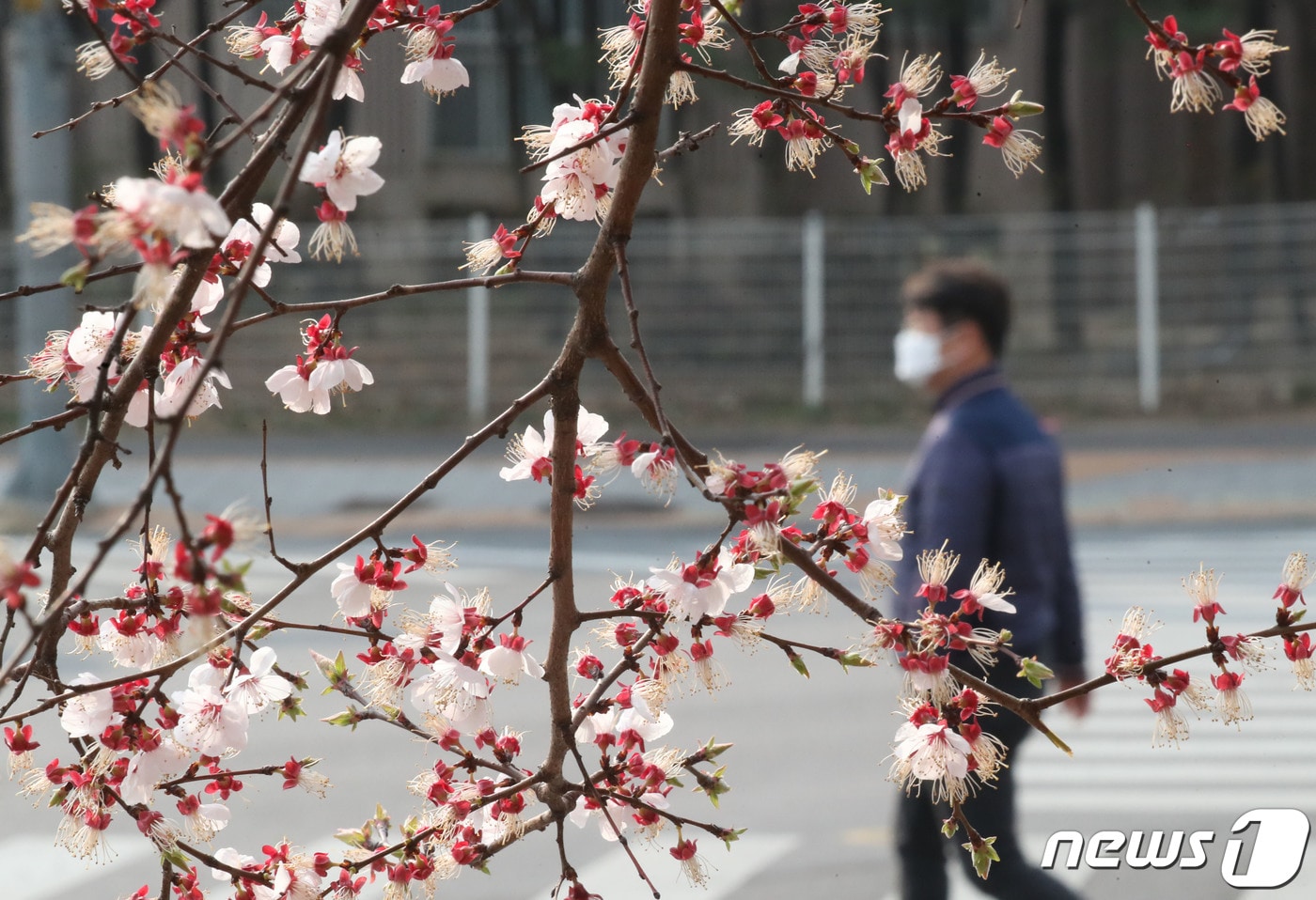 30일 경기지역은 맑은 가운데 경기북부를 중심으로 아침에는 영하권의 기온을 보일 것으로 예상된다. 사진은 지난 28일 오전 경기 수원시 영동구 매탄동의 한 거리 모습. 2023.3.28/뉴스1 ⓒ News1 김영운 기자