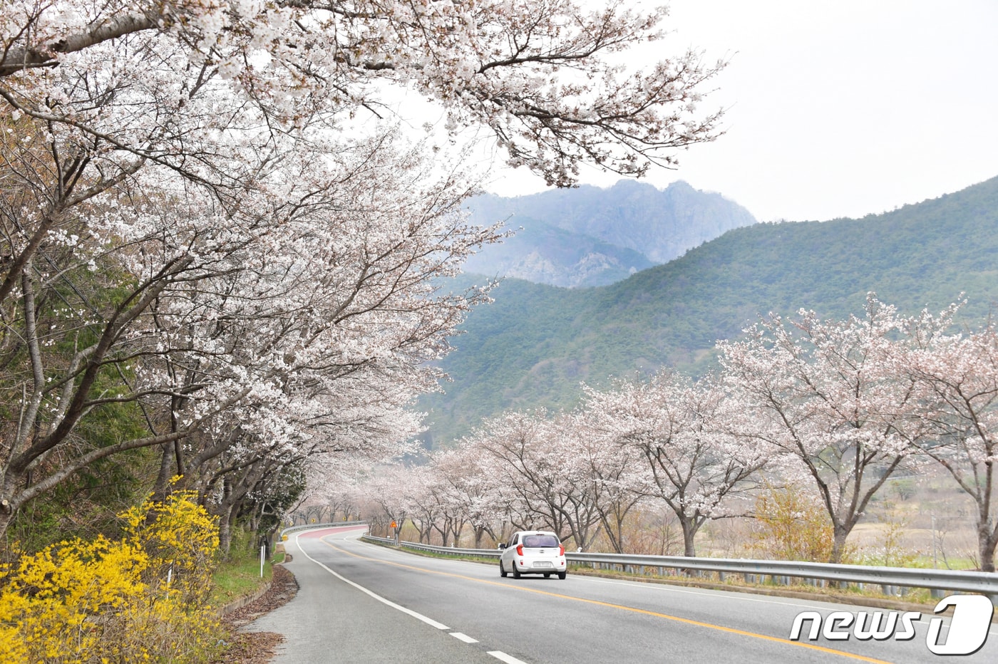 전남 담양군 추월산 입구에 벚꽃이 활짝 피어있다.(담양군 제공)2023.3.29/뉴스1 